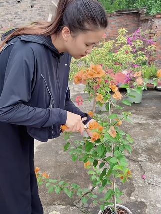 三角梅现在还是不开花,开花少怎么办#养花小知识 #花卉绿植 #养花修心 #养花人