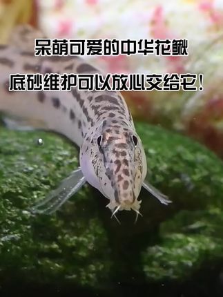 “水至清则无鱼”,但有它在,鱼缸底砂焕然一新!呆萌中华花鳅,鱼缸里的清道夫。 #养鱼日记 #观赏鱼 #中华花鳅 #底砂清理 #食物残渣 @DOU+小助手