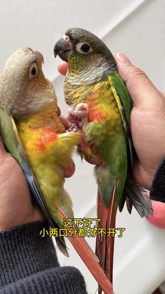 关于我花388,买了一只小太阳鹦鹉#鹦鹉 #小太阳鹦鹉 #鹦鹉鹦鹉萌萌哒逗鹦鹉