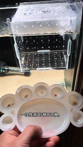 1.5cm巴蛇苗到家第6天记录,一次性测试 5 种开口粮:冷冻红线虫|冷冻丰年虾|自制虾滑|活红线虫|丰年虾冻干,记录最适合小苗的开口方案,给大家做个真实参考。#巴蛇 #巴蛇雷龙 #眼镜蛇雷龙 #家庭养鱼 #宠物养成日记