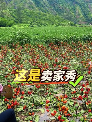 小南瓜鲜切花,盛夏果实的花材,养护简单花期久,不需要加水做成干花可以摆三到五年,它的花语:开心快乐!、追逐梦想 ##鲜花分享 #居家插花 #小南瓜鲜切花