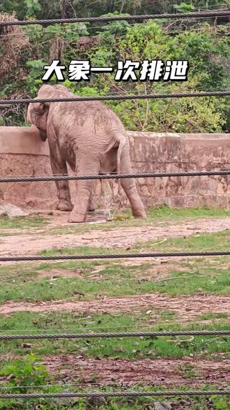 #上热门🔥 大象的一次排泄,堪比小型泥石流!#日常vlog #生活 #动物园 #大象