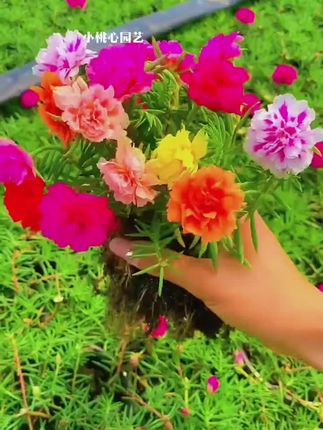 #太阳花 #太阳花苗 #阳台小院均可种植 #花卉盆栽 #重瓣太阳花