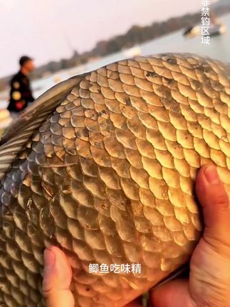 这款饵料集合了多种鱼类喜欢的味道,适用于各种鱼类#钓鱼 #钓鱼饵料 #太弘赤焰龙珠颗粒 #用垂钓装备打开国庆假期
