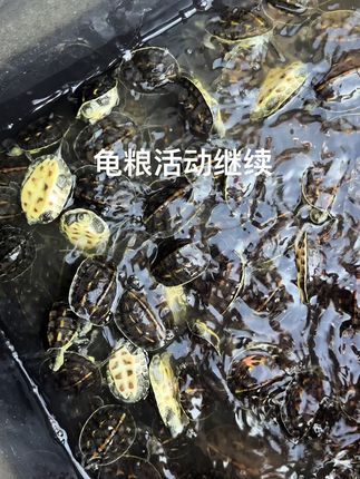 龟粮活动继续#养龟日常 #蛋龟 #黄缘闭壳龟 #水产养殖 #乌龟