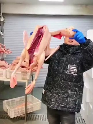 #大雁鹅#大鹅