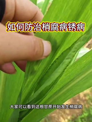 甘蔗梢腐病,锈病都是属于真菌类感染问题,都是夏季高温高湿天气比较容易发生的,所以在打理上都是一样的方法#甘蔗种植 #甘蔗梢腐病 #甘蔗锈病