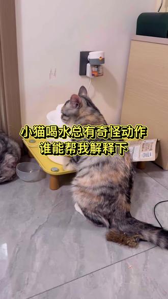 小猫最近喝水总出现奇怪动作,谁能帮我解释下这是啥意思#萌宠 #萌宠出道计划 #猫 #猫咪 #猫咪的迷惑行为