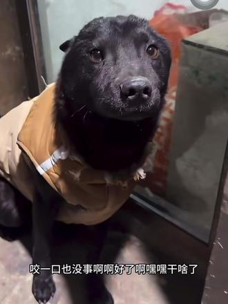 “冬冬呀,咬一口也没关系的。”#骏良 #骏良的狗 #冬冬