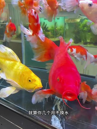 鱼缸水发黄,又不想频烦换水的,快试试这个蛋白棉,放在过滤里水流能够冲刷到蛋白棉的地方,一晚上水变清澈。#鱼缸过滤#水族用品#养鱼日记#空气缸