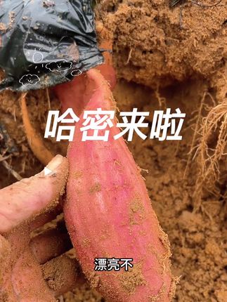 农小匠的哈密白薯终于来啦#我的乡村生活 #我为家乡农产品代言