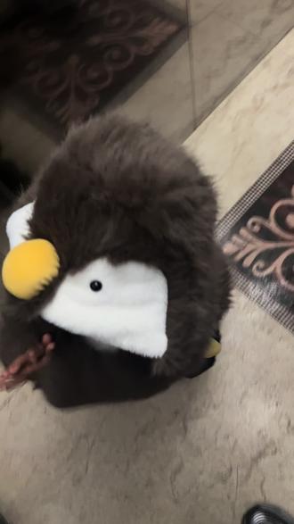 #高雅人士 企鹅的叫声🐧