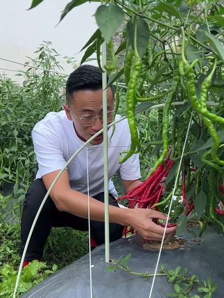 剁椒泡椒开始啦