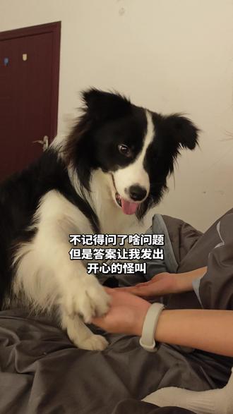 分享我的开心时刻!#与狗狗的互动日常 #主人与边牧互动 #糟糕被狗狗拿捏了 #记录与宠物的日常互动 #萌宠出道计划