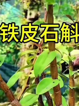 铁皮石斛#好东西一起分享给大家