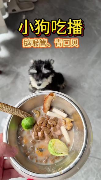 小狗吃播鹅喉管、青口贝、孢子甘蓝#真实生活分享计划 #宠物配餐 #沉浸式 #vlog日常 #狗狗