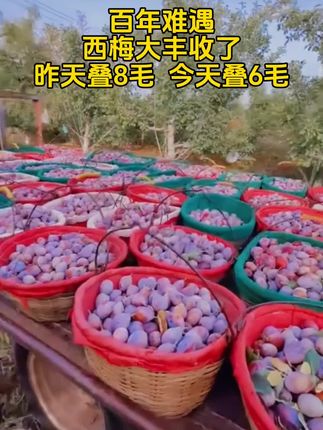 #西梅 #脆甜多汁 #新鲜采摘 #新鲜水果 #口感特别好