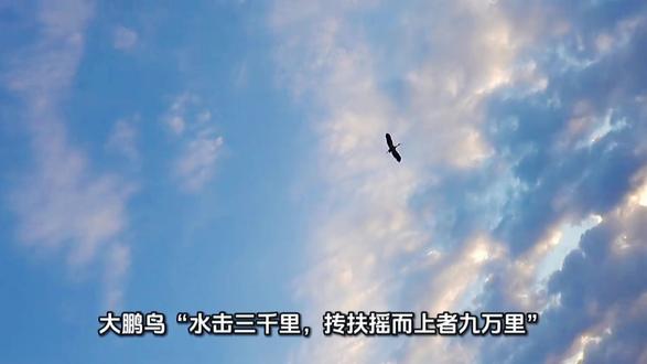 庄子的人生境界--精神自由不是“躺平”,是知道自己想要什么,不被外界干扰,做自己的主人。#人生感悟 #境界 #自由 #知识分享 #庄子