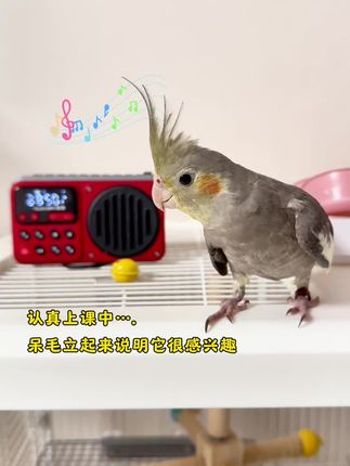 学语机一响,小鸟呆毛立起,歪着脑袋,说明它很感兴趣,如果一听就扑通飞,说明声音太大吓到它了,如果听着听着睡着了说明听腻了,该下课了🤭,早晚每次播放半小时效果最佳#萌宠 #鹦鹉学语#鹦鹉学说话#鹦鹉学语机 #手养鹦鹉