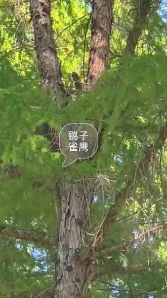 雀鹰繁殖期#鹰猎 #雀鹰 #鹞子