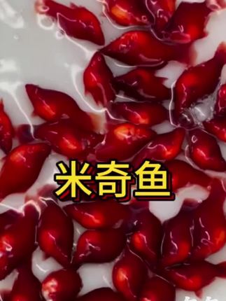 新手必入!胎生米奇鱼,把“会生宝宝的水中精灵”带回家 想养宠物又怕麻烦?试试自带“萌系基因”的米奇鱼!它自带标志性的“米奇头”尾纹,游动时像无数小迪士尼角色在缸里穿梭,开灯瞬间缸内秒变迷你童话世界,颜值爆表还不挑造景。 最省心的是它的胎生特性——不用费心孵鱼卵,母鱼直接生出活泼小鱼苗,新手也能轻松见证“生命奇迹”。而且它超皮实,18-28℃水温就能存活,偶尔忘喂一次也不怕,混养时不追咬其他小鱼,单缸、草缸、生态缸都能完美适配。 无论是放在书桌当治愈小景,还是给孩子科普生命知识,米奇鱼都是性价比之选。现在入手,大概率收到“孕肚”母鱼,说不定几天就能收获一窝“米奇宝宝”,让你的鱼缸热闹翻倍!#观赏鱼 #水族爱好者 #萌宠推荐官 #鱼儿在水中自由自在的游来游去 #无限回购的宝藏单品