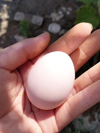 #绿色养殖 #散养土鸡蛋 #生态散养土鸡 #农村土鸡蛋 #我的乡村生活