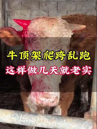 牛顶架爬跨乱跑的,这样做几天就老实了#养牛#养牛人#肉牛养殖#农村养牛#育肥牛