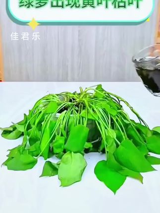 家里的花卉绿植出现黄叶枯叶,长势不好赶紧给它用这个植物营养棒#花卉绿植 #施肥 #发财树开花