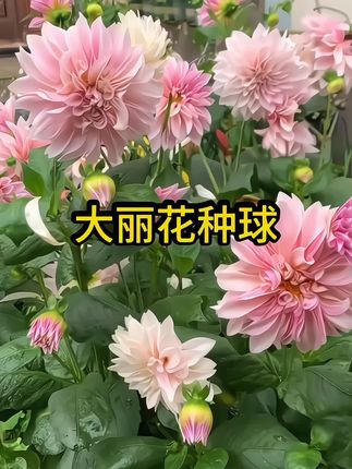 #大丽花种球# 人称“天竺牡丹”,花瓣叠出牡丹的雍容华贵,开的花又大又艳!阳台盆栽、小院地栽都适配,耐寒耐热南北方通种,省心好养。作为宿根花,今年种一次,往后年年有花赏,妥妥的养花优选!#阳台小院均可种植 #爱生活爱养花 #好看的花一定要分享给你