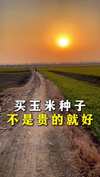 #陇顶728#陇顶728真实表现#陇顶728增产在山东#三农
