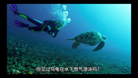 乌龟在水里最长可以憋气两个小时👍