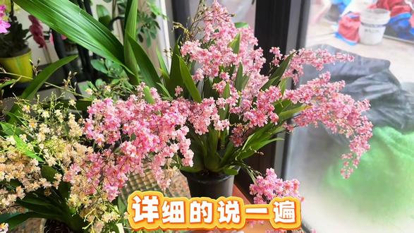 27万人围观的温水泡梦香兰教程详细版来了,主要重点回答评论区关心的问题#梦香兰 #梦香兰养护 #养花小知识 #爱生活爱养花 #阳台养花