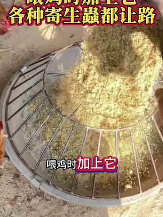 喂鸡时加上它,各种寄生虫都让路 #三农 #养鸡技术 #养殖鸡鸭鹅#养鸡小妙招#鸡病防治