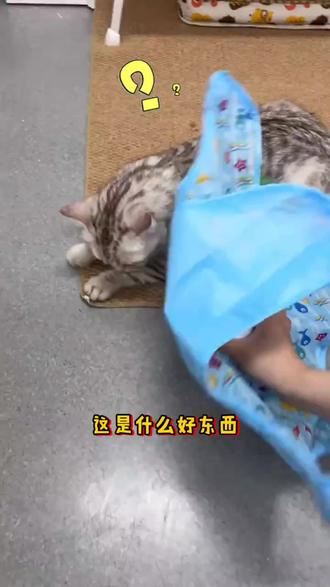 多功能猫咪宠物玩具捕猎游戏罩宠物自动逗猫自嗨解闷躲藏互动玩具#猫咪 #宠物 #猫