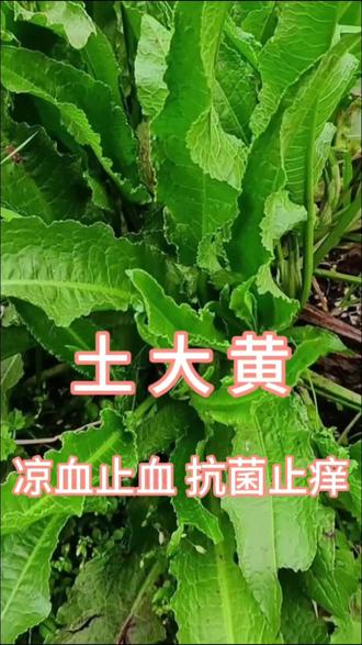 农村到处可见的野菠菜,你知道它还叫金不换,土大黄吗,它可是个宝贝哦,具有凉血止血,杀虫止痒等功效。#土大黄 #草药科普 #草药科普 #皮肤癣 #金不换