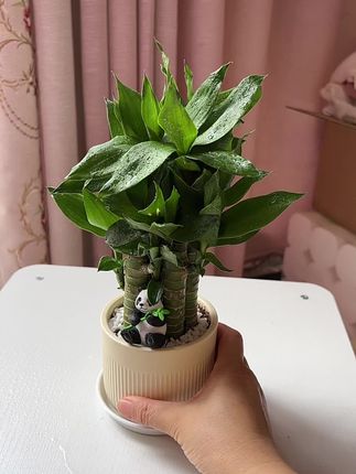 步步高富贵竹 荷花竹 寓意步步高升,学业有成#好看的花一定要分享给你 #爱养花爱生活