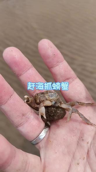 海生物过温 细致控温层层缓养,赶海海货全程零损安然入缸。#赶海 #过温 #生鲜 #养鱼 #海缸