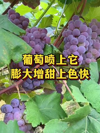 葡萄喷上它,膨大增甜上色快#优质农产品 #三农 #葡萄种植
