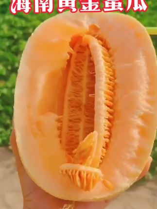 #创作灵感 这个黄金蜜瓜!个大饱满!皮薄肉厚!汁水超多!脆甜可口!现摘现发!有喜欢的快来尝尝!#黄金蜜瓜#超好吃#营养丰富