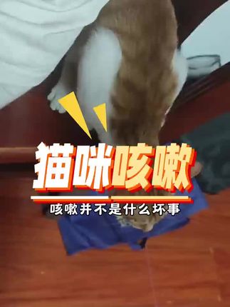 猫咪咳嗽大问题 #猫咪咳嗽 #猫咪感冒 #猫咪肺炎 #猫咪呼吸道感染 #猫咪流鼻涕