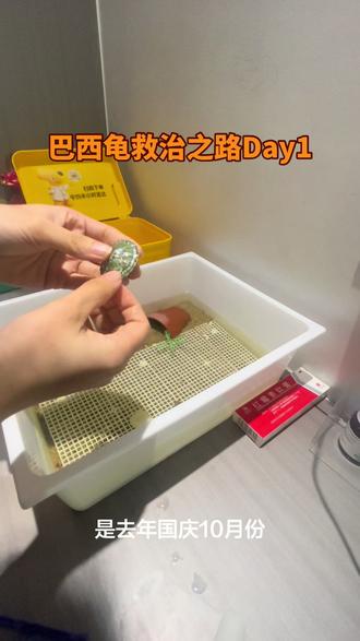 去年国庆入坑成为养龟人,这只巴西龟是那时候一起从游乐园抓到养到现在。说他不幸吧,天天饿肚子,现在还生病。可是他又生命力顽强的挺过了冬天,而且同一批龟苗里,他是唯二的两只存活下来(一只是草龟小黑),为他祝福,希望接下来都是花路!#龟龟🐢 #巴西龟