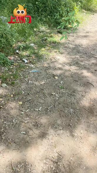 杨絮满天飞,地上堆成堆;昔人叹“杨花榆荚无才思”,今见纷雪覆小径🌿🍃,建议林业部门种植对人与自然有益的树种,把杨树,柳树,梧桐树等有害树种统统砍掉,还大自然一个清净。
自然随笔
