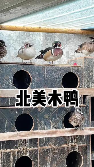 北美木鸭 它是北美原生的“颜值天花板水鸭” ,原产加拿大、美国及墨西哥北部,国内都是合法引进的稀缺品种,货源本身就难得 !再看产量——栖息地破坏+历史过度猎杀,96%的林鸳鸯要靠人工巢箱繁殖,每窝仅6-16枚蛋,一年最多两窝,全球总量都是可控的,根本不可能批量低价甩卖#观赏鸭 #观赏鸡 #宠物鸭#打假 #真实事件