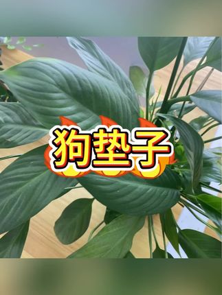 #狗垫子 #四季通用狗窝推荐 #狗垫