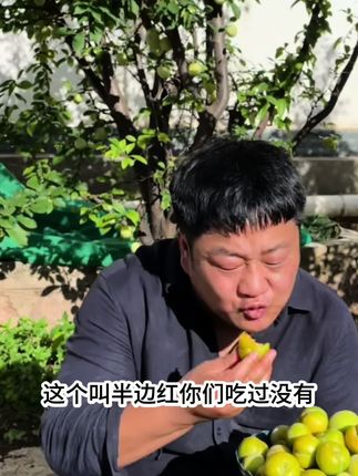 这个李子吃起来的时候脆甜可口,果香浓郁,又便宜又好吃#优质农产品 #脆甜多汁 #半边红李子成熟了