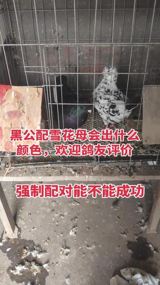 黑公配花母会出什么颜色,白公配雪花母出了两窝都没雪花,#萌宠 #我的农村生活 #鸽子 #原创视频 #2026你好出色