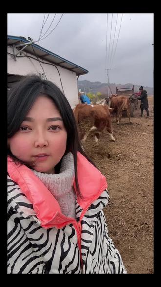 果子走了很多弯路,分享养母牛养殖经验给大家 养好繁殖母牛,做到“一年一胎”,记住这五条,条条是关键:
1. 吃对阶段饭,膘情要看好
母牛怀孕、产犊、带犊,就像人怀胎坐月子,饭不能乱吃。前期粗料为主,后期加精料,产前产后喂点麸皮粥通便。用手摸牛背和肋骨,膘情不肥不瘦(手摸能感觉到肋骨但不硌手)最容易怀上。
2. 看准发情期,配种要及时
产后第一次发情(多在30-50天)先别急着配,等第二次(约产后60-90天)是黄金时间。发情时牛叫唤、不安、爬跨、水门流黏液。看到这些迹象,12小时内一定配,错过这次再等20天。
3. 产后是关口,护理要到位
牛刚下犊,头一碗喂温热麸皮牛羊母益康盐水加红糖,暖肚子、排脏东西。圈舍保持干燥,保暖防贼风。让犊牛及时吃上初乳,既是保犊牛也是帮母牛恢复。
4. 小本记清楚,日期最重要
家里挂个日历,或手机设提醒。配种日期、产犊日期、打疫苗日期,这三样必须记牢。算好日子,产前产后该干啥、下次啥时配种,心里一本账,不会乱。
5. 平时勤观察,环境要舒坦
每天喂牛时多看一眼:精神好不好、粪便干不干、水门干不干净。牛圈勤打扫,夏天能通风,冬天能晒太阳。牛舒服了,少生病,发情才正常。
总结一下: 核心是 “管好膘、看准情、护好产、记好账、养舒服” 。抓住产后40-90天内的黄金配种期,配合阶段性喂养,一年一胎就能实现。#养牛人 #农村生活日常 #三农#畜牧养殖#养牛