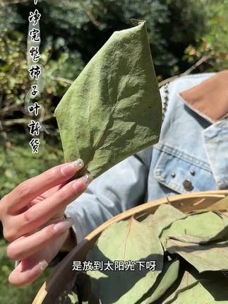 柿子叶可是比柿子好多了,用来泡水煮水好处多多#柿子叶