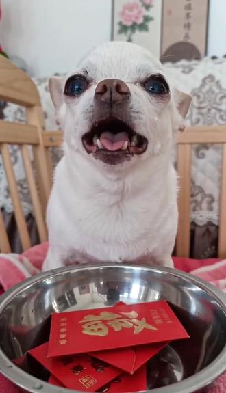 #随变回收一些压岁钱 #随变ai随便玩 AI让我家逝去的小狗又复活了。