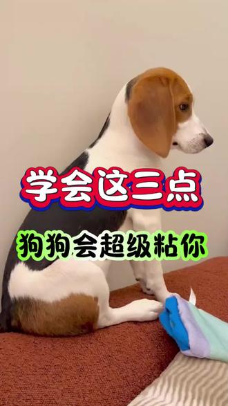 学会这三点,狗狗会超级粘你#狗狗 #狗 #养狗经验分享 #科学养宠攻略
